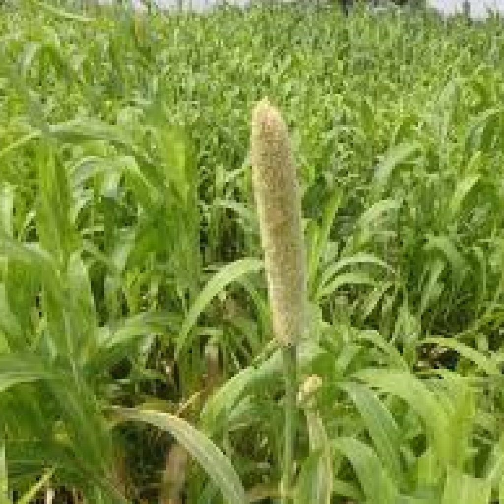 Clinical Research in Traditional Medicine